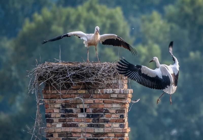 Expert Chimney Animal Removal in Encino, CA Professional Chimney Animal Removal Services in Encino, California
